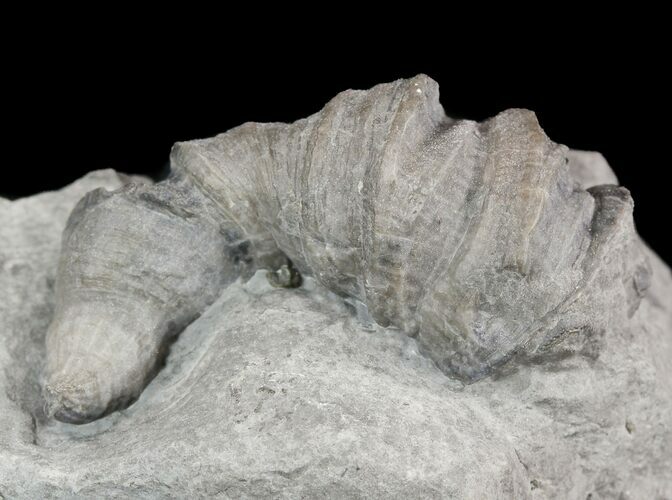 Devonian Horn Coral - New York #50059